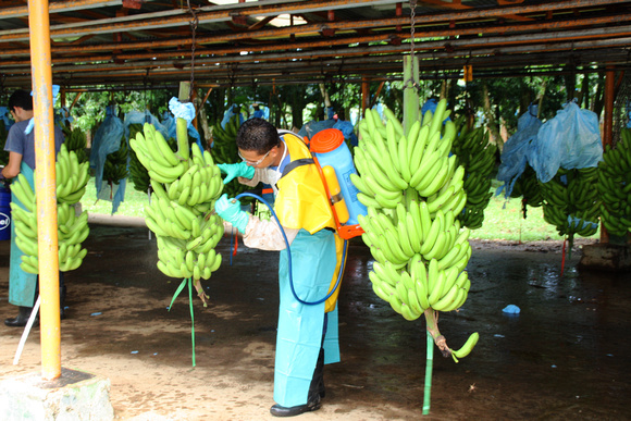 Processing bananas