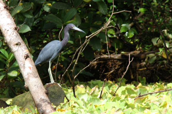 On the Tortuguero Canals