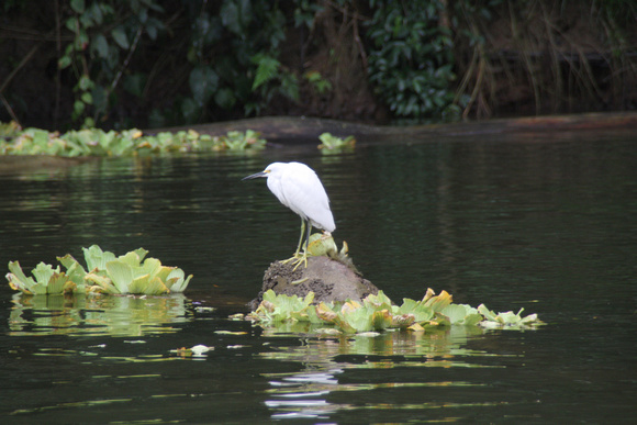 On the Tortuguero Canals