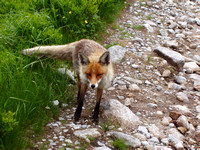 Fox near Zelenom