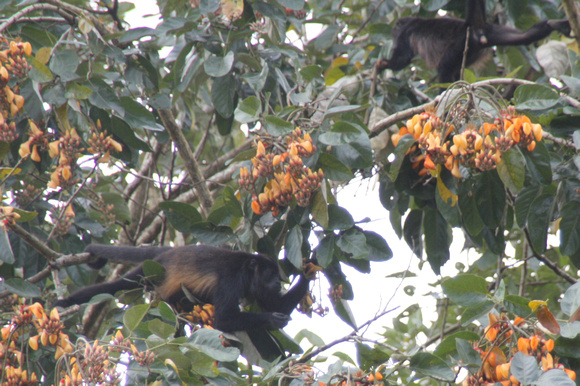 Monkeys near the canals