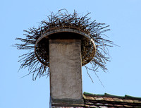 Stork's nest in Obernai