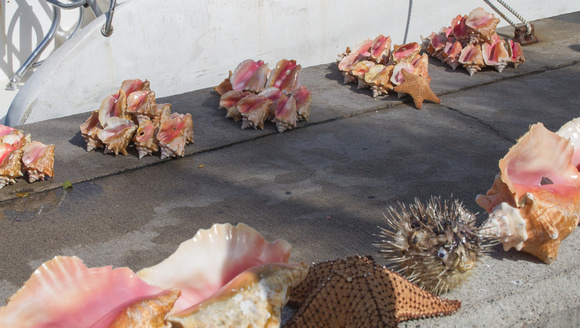 Conch shells at Nassau