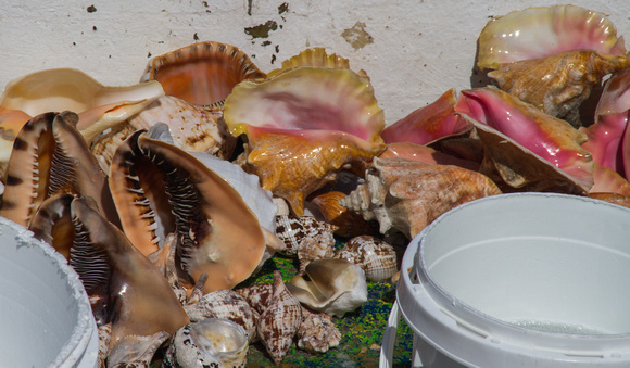 Conch shells at Nassau