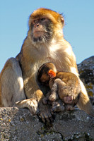 Barbary monkey with young